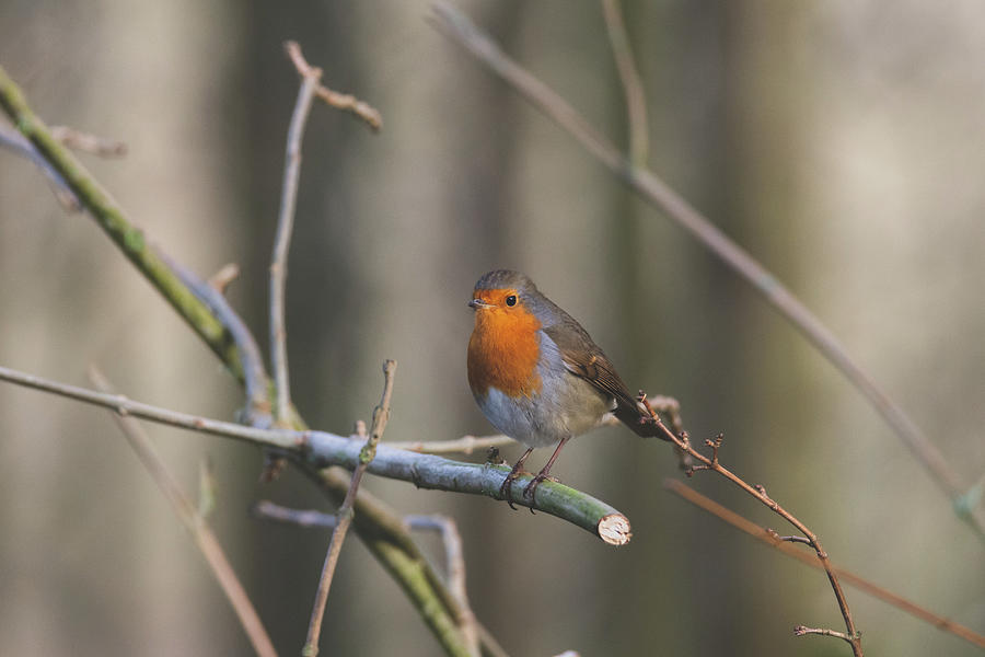 Robin Red Breast Photograph by Scott Lyons