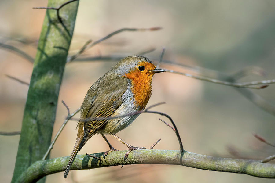 Robin Redbreast in Spring Photograph by Arterra Picture Library