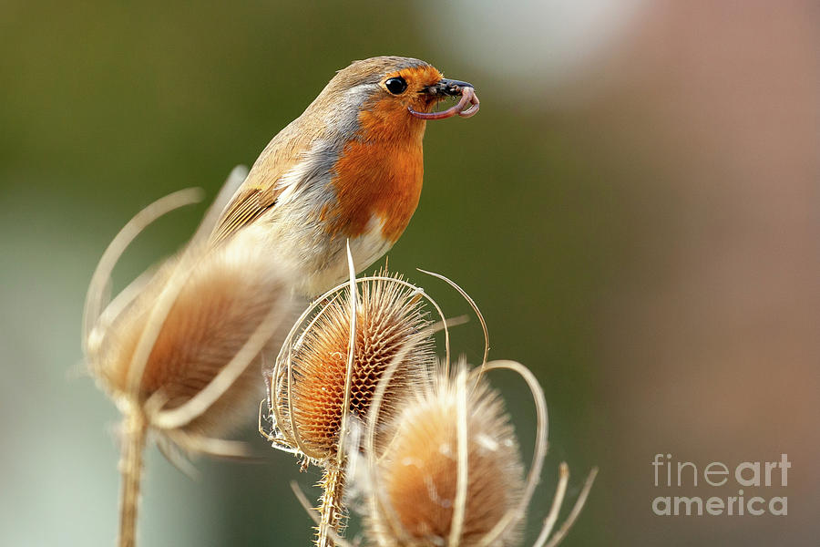 Robin redbreast in teasel with food close up Photograph by Simon Bratt