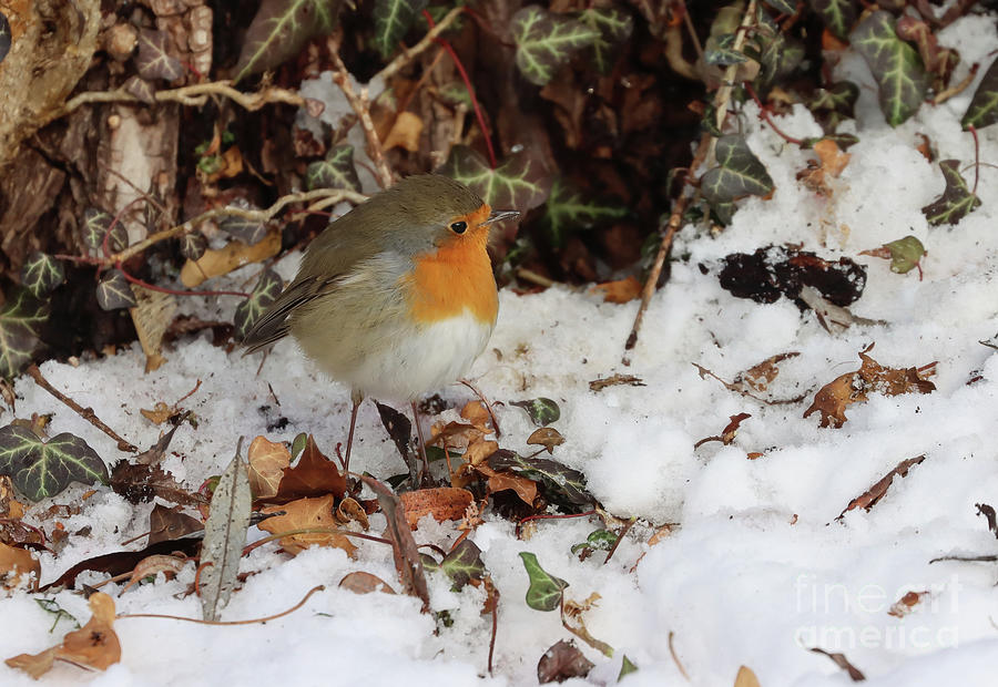 Robin Redbreast in Winter Photograph by Eva Lechner