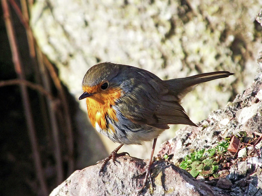 Robin Redbreast Photograph by Lachlan Main