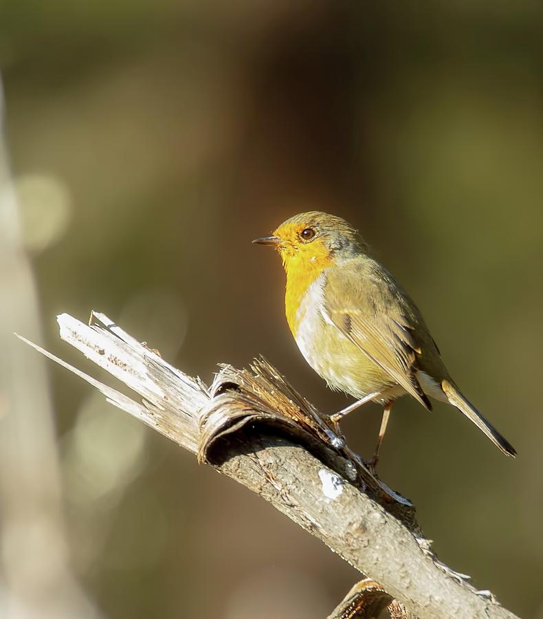 Robin Redbreast Photograph by Rose-Marie Karlsen - Fine Art America