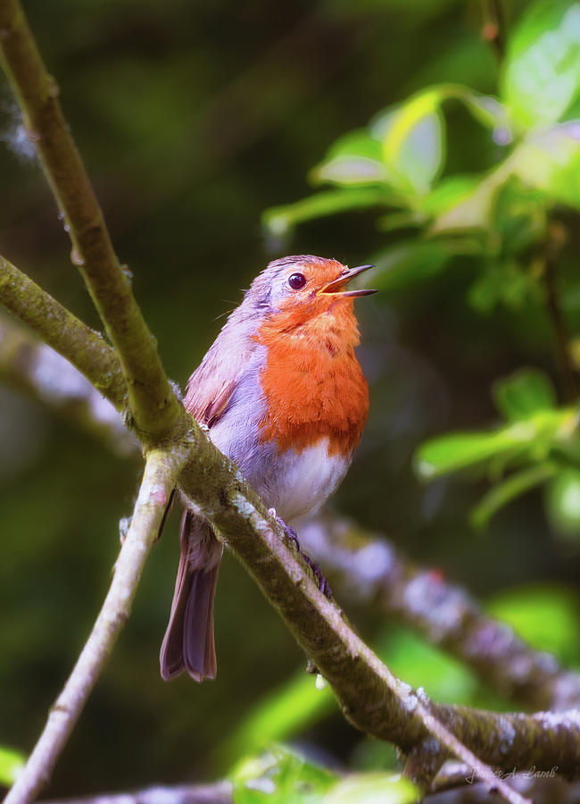 Robin singing Photograph by James Lamb Photo
