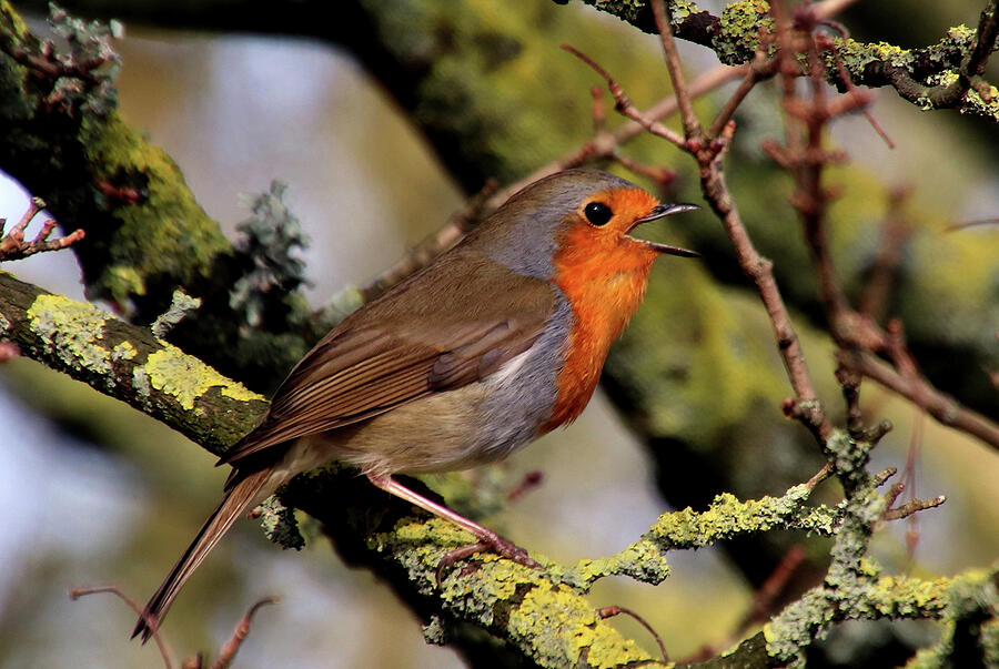 Robin Singing Photograph by Judith Rowe