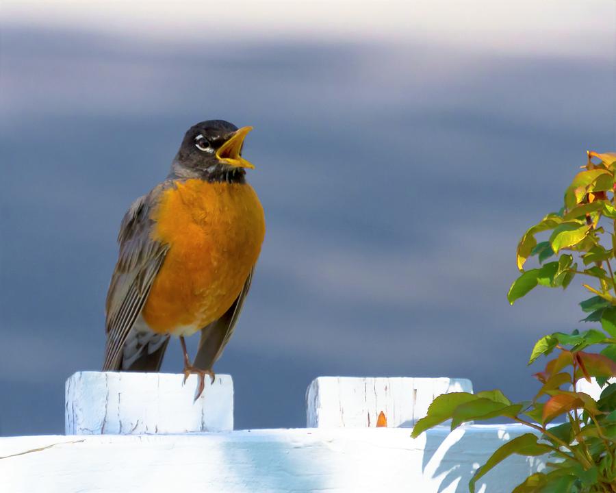 Robin Singing Photograph by Nancy Hulsey - Fine Art America