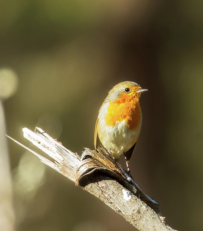 Robin touched by the light Photograph by Rose-Marie Karlsen