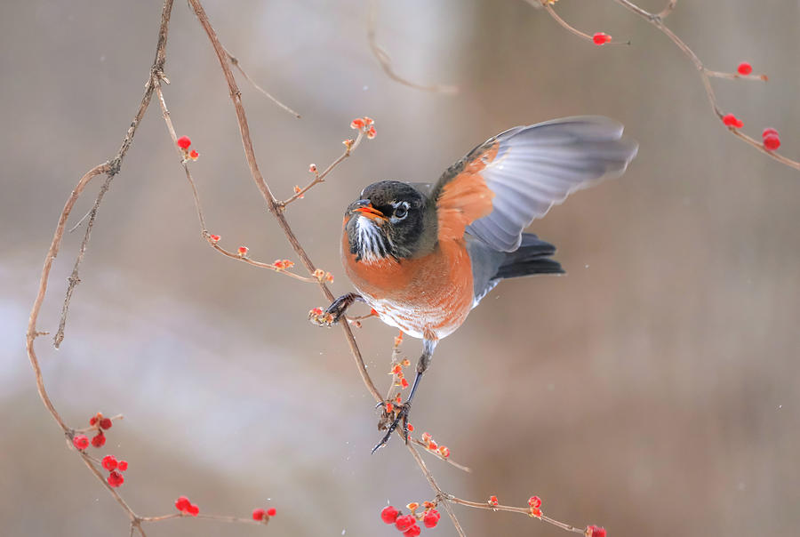 Winter Photograph - Robin Waving by Dan Sproul