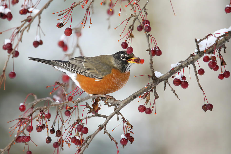 Robin Winter Berries Photograph by Brook Burling