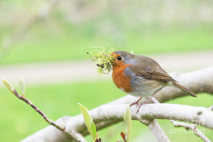 Robin with Nesting Material Photograph by Tim Gainey