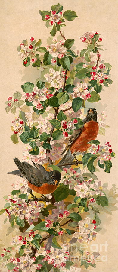 Robins 1896 Photograph by Padre Art