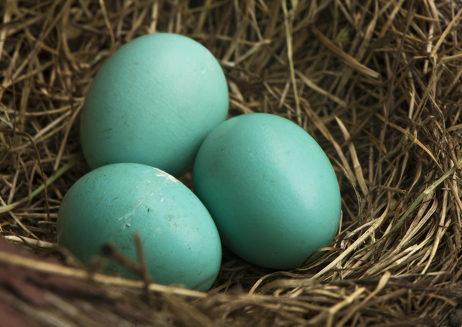 Robins eggs Photograph by MB.Kinsman Photography