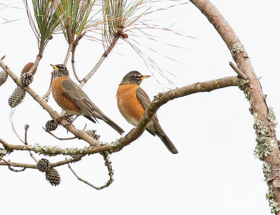 Robins in High Key Photograph by Michelle Tinger
