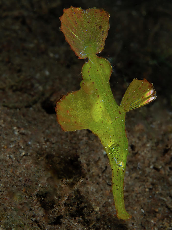 Robust ghost pipefish with eggs Photograph by Brian Weber