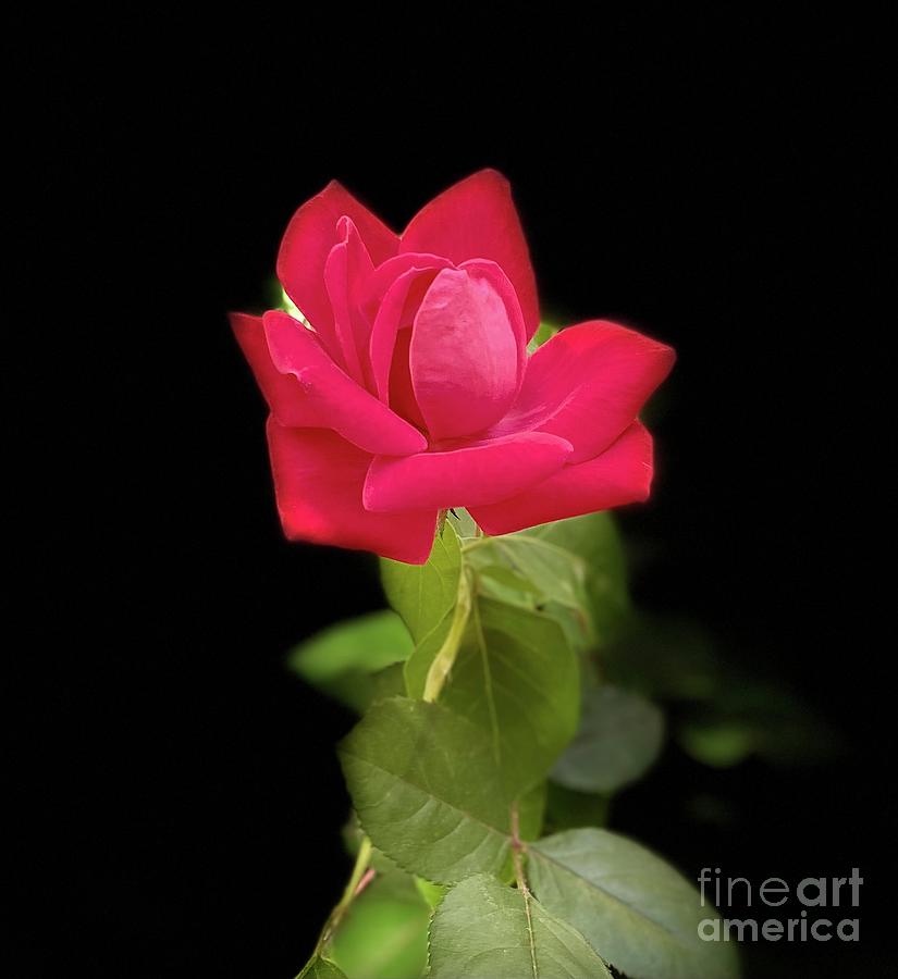 Robust Rose Photograph by Barbara Plattenburg