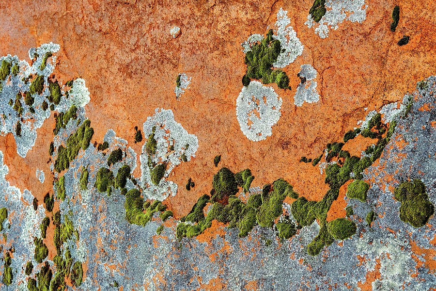 Rock Abstracts - Lichen and Moss Photograph by Lexa Harpell