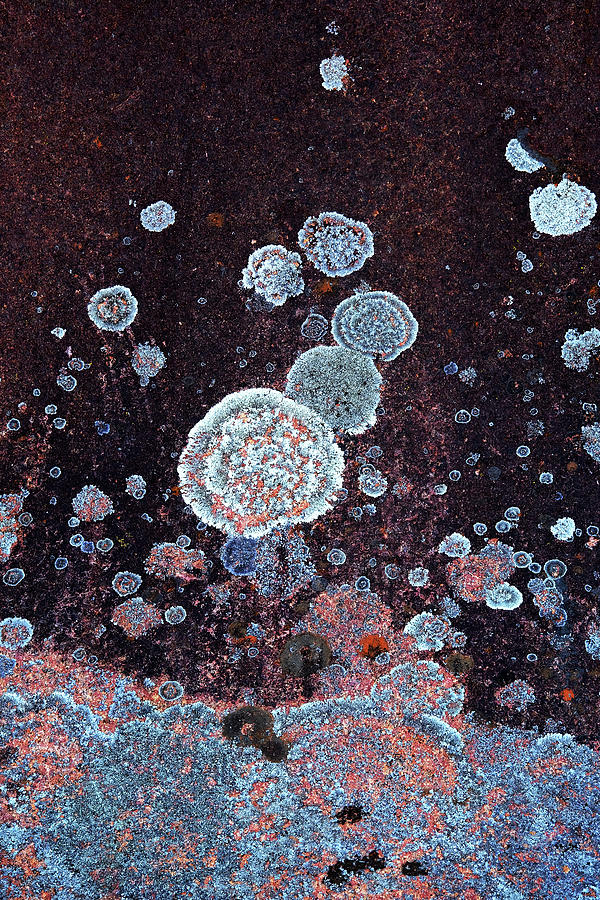 Rock Abstracts - Lichen on Granite 1 Photograph by Lexa Harpell