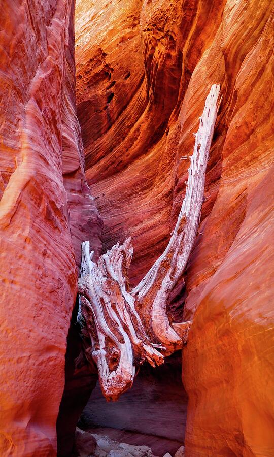 Rock And A Hard Place Photograph by Skip Hunt