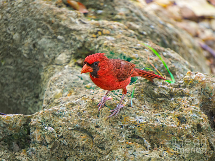 Rock and Red Cardinal Photograph by Judy Kay