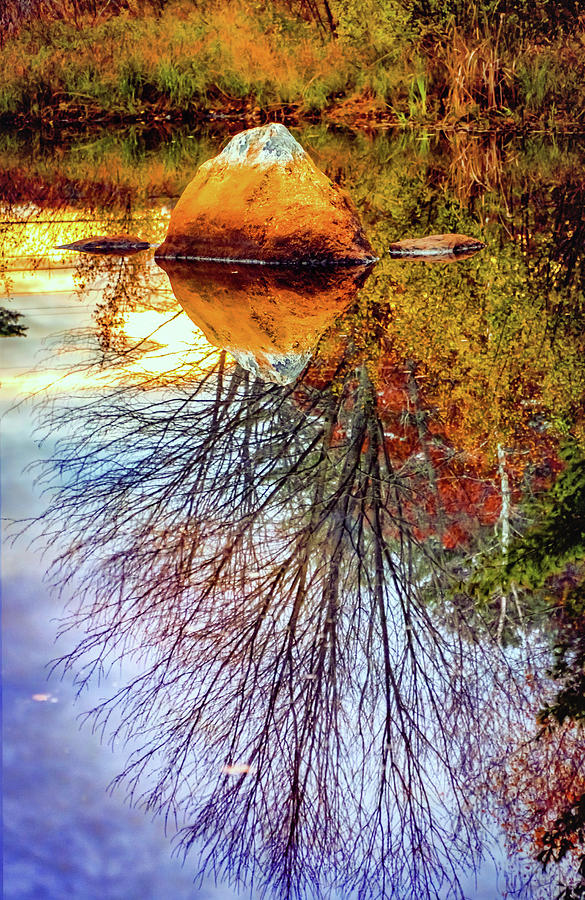 Rock and tree Reflections in the pond Photograph by Lilia S