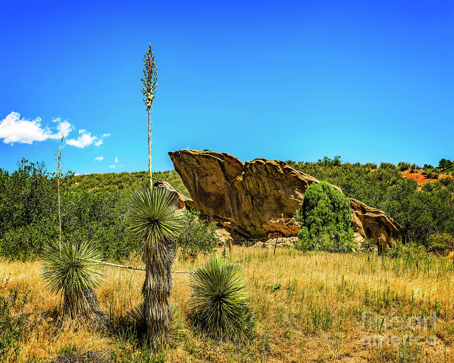 Rock and Yucca Plants Photograph by Jon Burch Photography