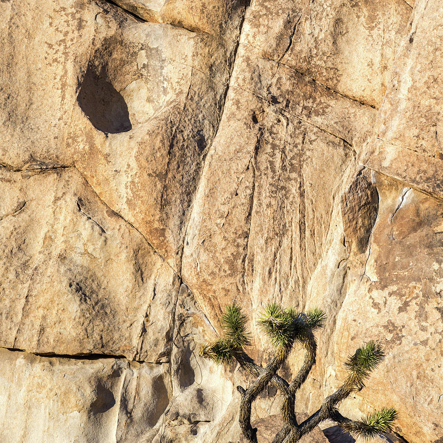 Rock Art Joshua Tree National Park Photograph by Joseph S Giacalone