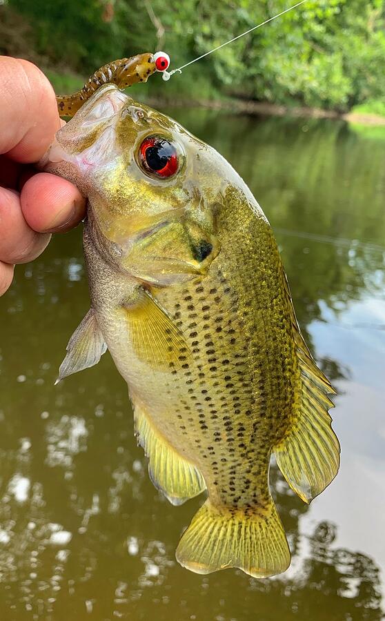 Rock Bass Photograph by Gregory Mitchell Pixels