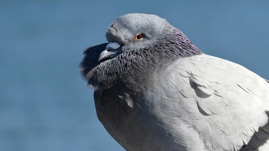 Pigeon Photograph - Rock Dove - Milford, CT by SM Hall