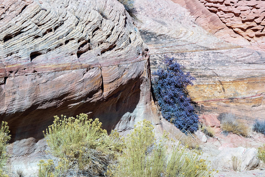 Rock Formation with plant Photograph by Nathan Wasylewski