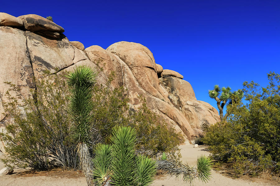 Rock Formations at Joshua Tree National Park 1 Photograph by Dawn Richards