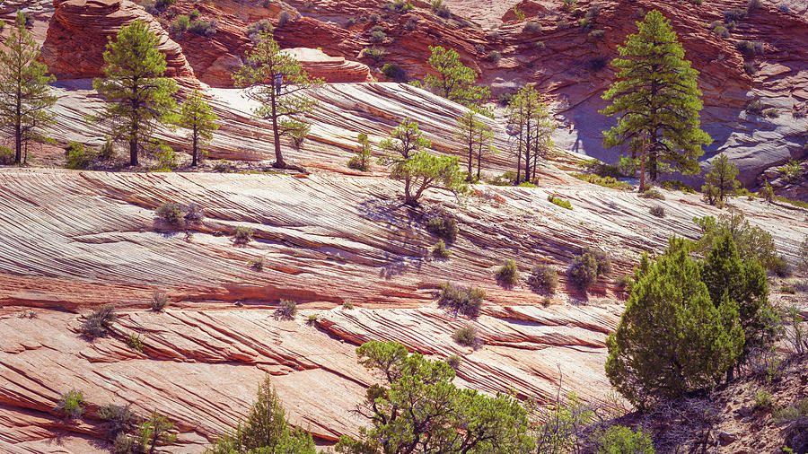 Rock Formations Zion National Park Utah Photograph