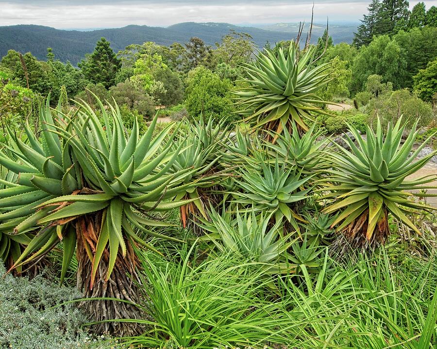 Rock Garden, Blue Mountains Botanic Gardens, Tomah, NSW, Australia Photograph by Steven Ralser Rock Garden, Blue Mountains Botanic Gardens, Tomah, NSW, Australia Photograph by Steven Ralser