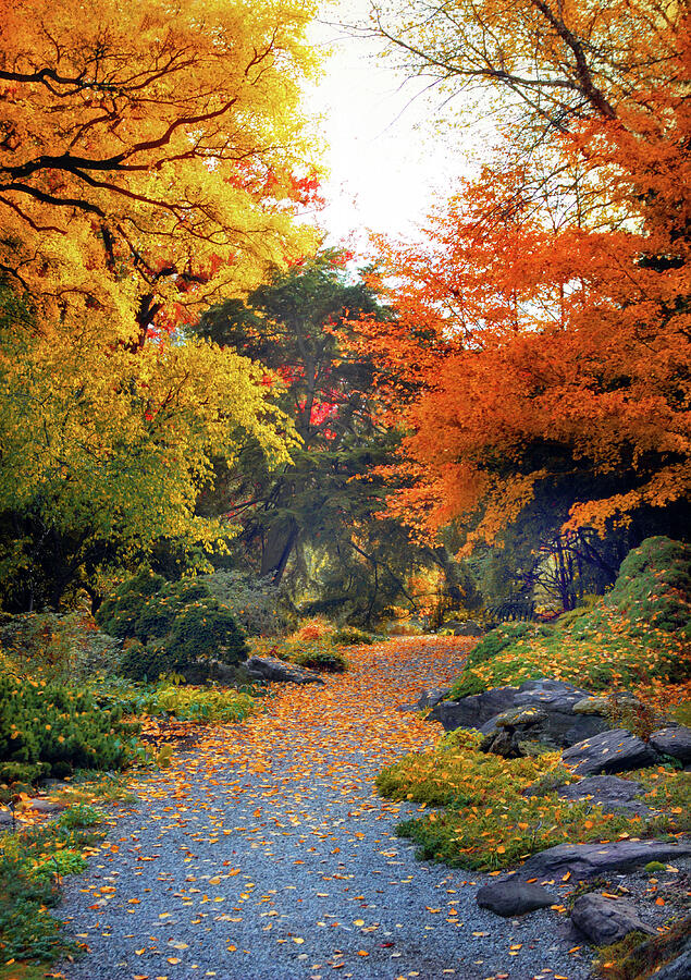 Rock Garden Path Photograph by Jessica Jenney