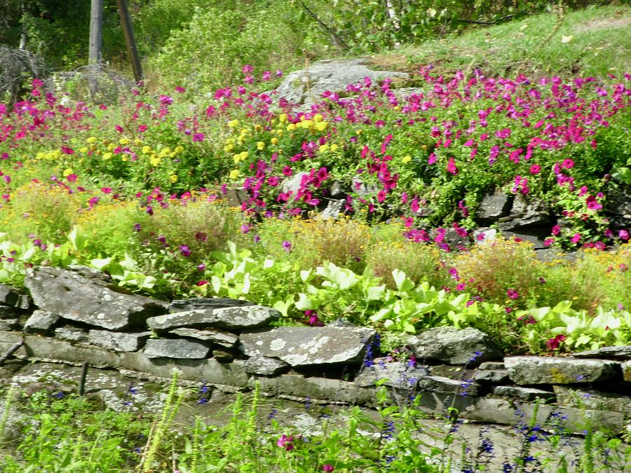 Rock Garden Photograph by Stephanie Moore