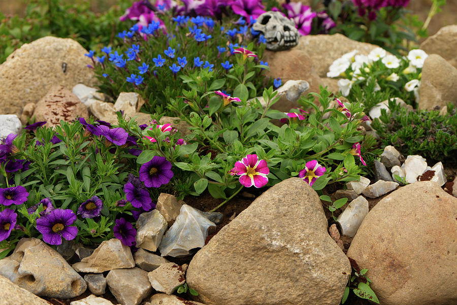 Rocks Painting - Rock garden with colorful flowers 1 by Patricia Piotrak