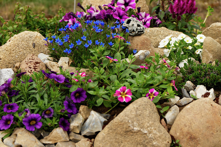 Rock Painting - Rock garden with colorful flowers 2 by Patricia Piotrak
