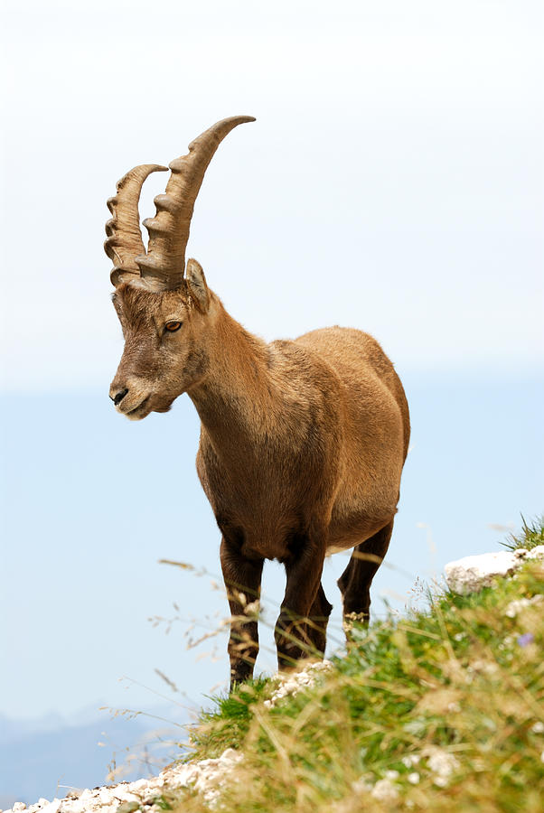 Rock goat, ibex Photograph by Technotr