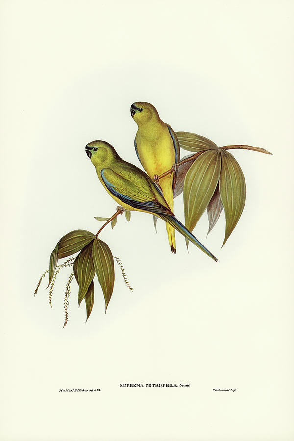 John Gould Drawing - Rock Grass-Parakeet, Euphema petrophila by John Gould