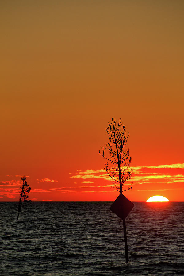 Rock Harbor Beach Tree Signs at Sunset Photograph by Denise Kopko