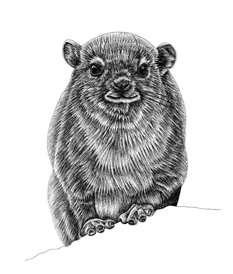 Rock hyrax baby Drawing by Loren Dowding