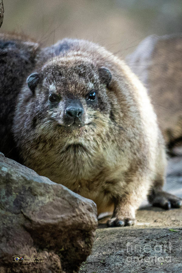 Rock Hyrax Looking at You Photograph by David Levin