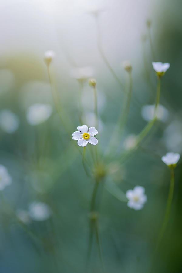 Rock jasmine white flowers Photograph by Jacky Parker Photography
