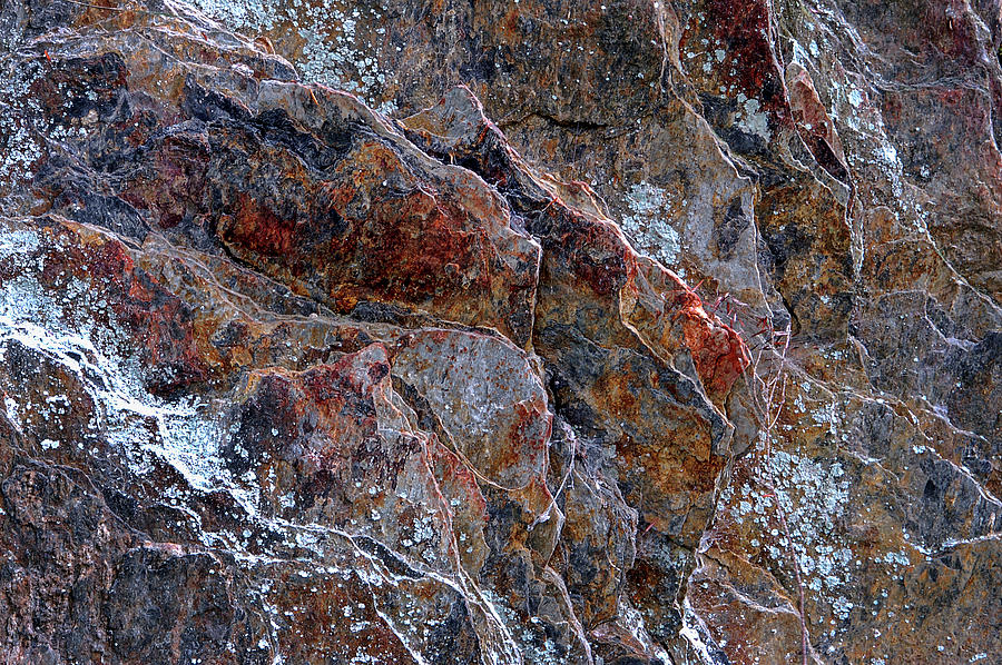 Rock Lichen Photograph by Jill Love