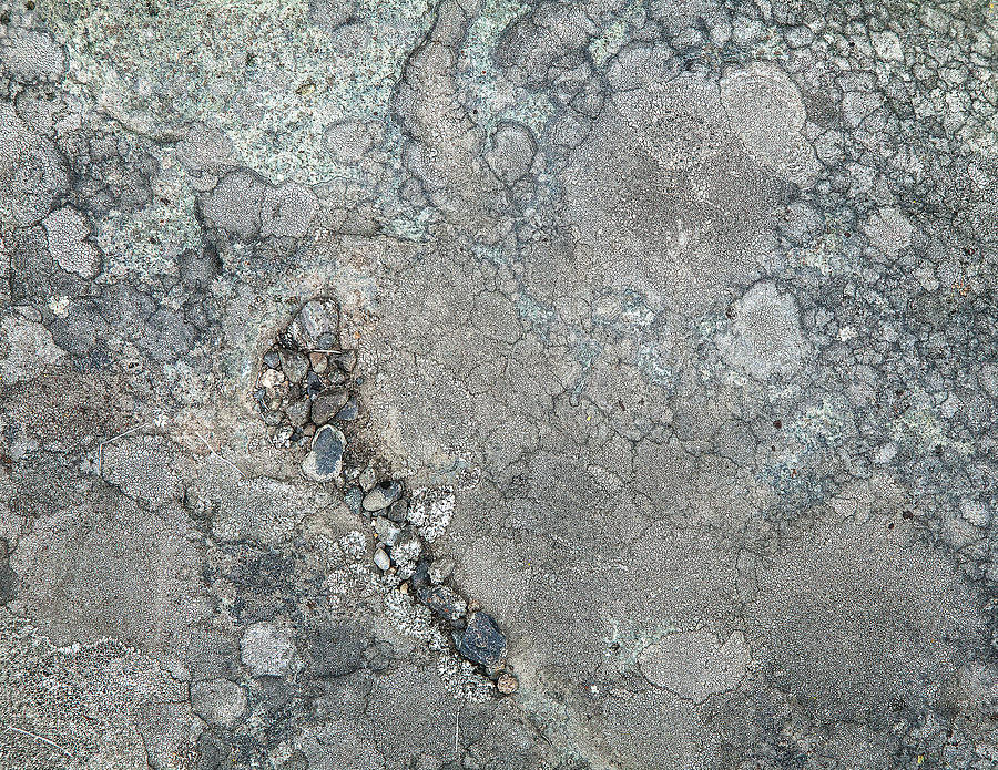 Rock Lichen Photograph by Theresa Tahara Rock Lichen Photograph by Theresa Tahara
