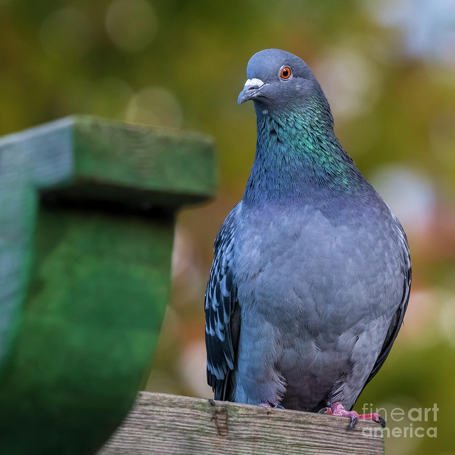 Rock Pigeon Columba Perched on Wooden Post Green Background Cadiz Photograph by Pablo Avanzini