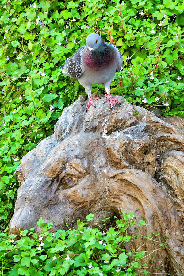 Rock pigeon Photograph by Fabrizio Troiani
