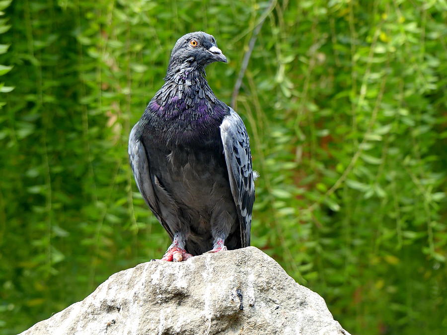 Rock Pigeon on the Rock Photograph by Lyuba Filatova
