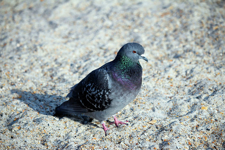 Rock Pigeon On The Sand Photograph by Cynthia Guinn