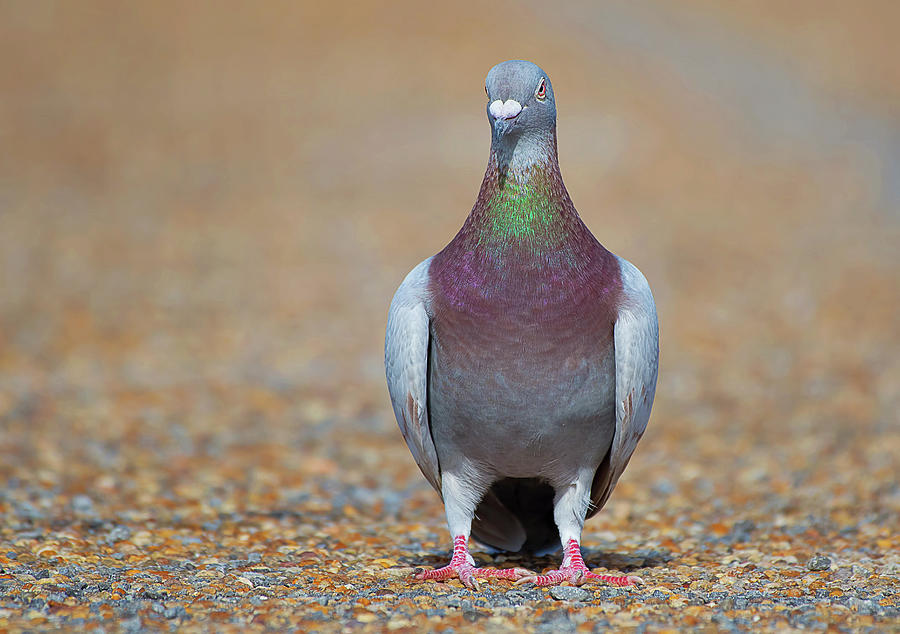 Rock Pigeon Photograph by Rhonda McClure