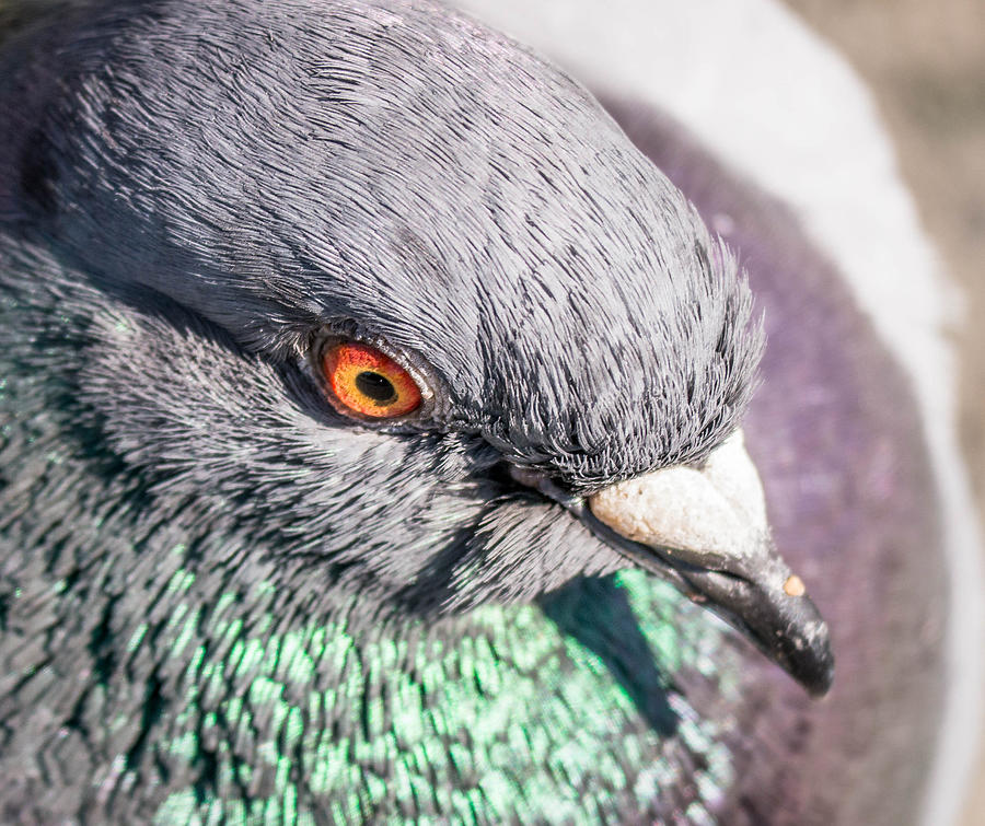 Rock Pigeon Photograph by Will LaVigne