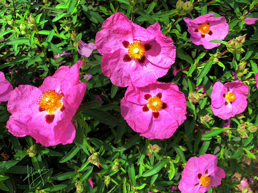 Rock Rose Photograph by DC Langer